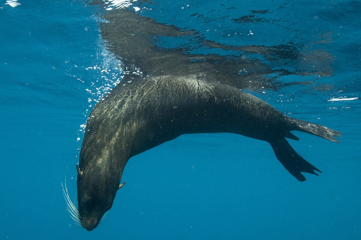 127 sea lions, Galapagos.jpg